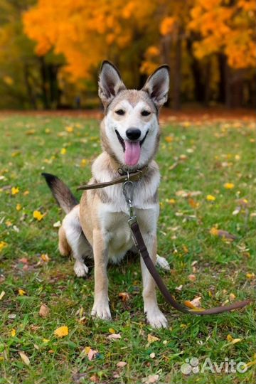 Щенки бесплатно