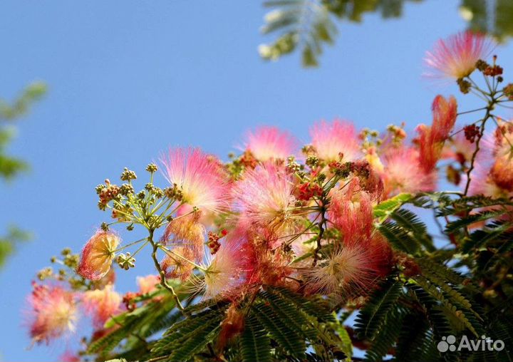 Саженцы-деревья Ленкоранская акация (Альбиция)