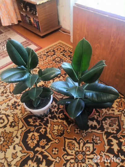 Фикус Эластика Клое