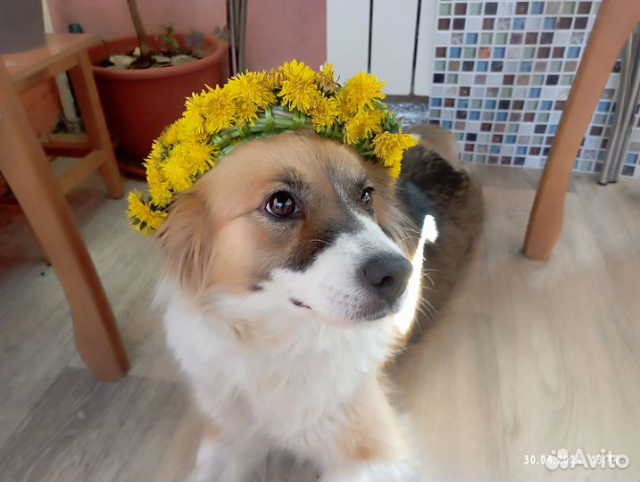 Жулька ищет дом