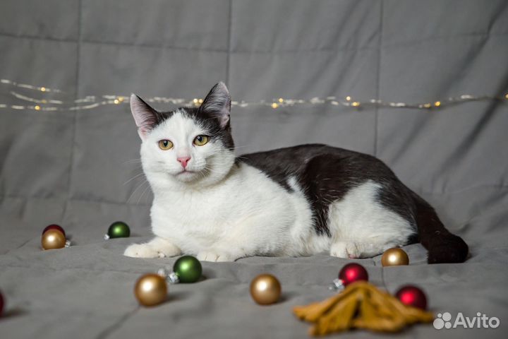 Ласковый и молодой котик