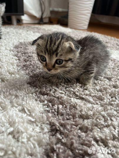 Шотландские котята