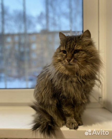 Кот ищет дом