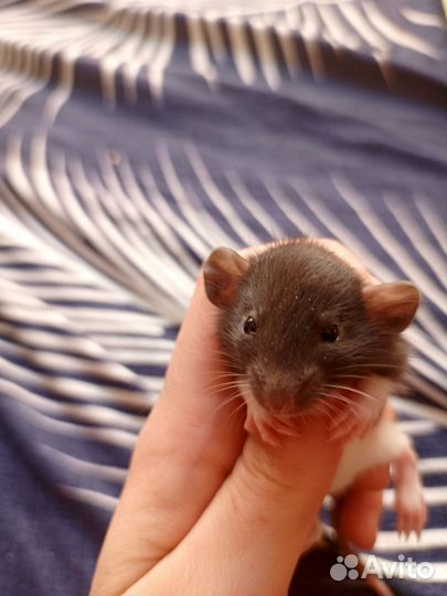 Крыса дамбо