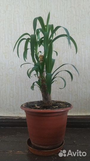 Пальма юкка