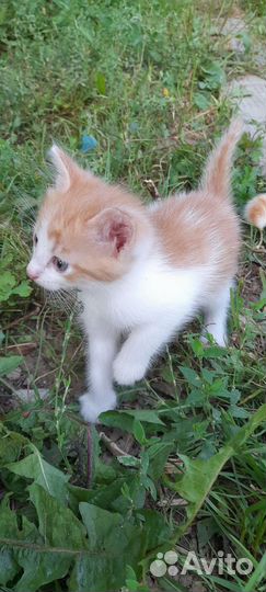 Котята отдадим бесплатно
