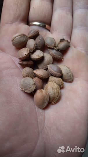 Косточка Алычи