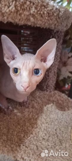 Вязка кот сфинкс