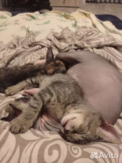 Котëнок