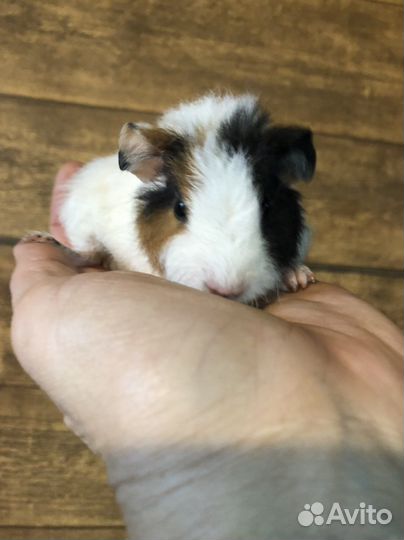 Морские свинки.1-2 мес. Малыши. Мальчики