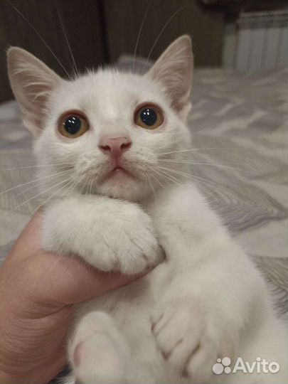 Котенок в дар