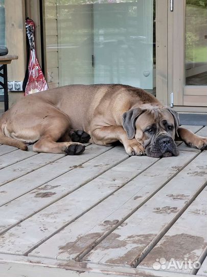 Собака для фотосессии