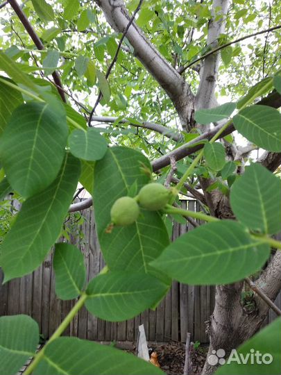 Саженцы грецкого ореха