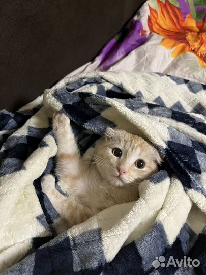 Отдам котенка