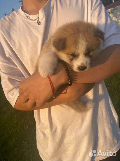 Щенки Акита-Ину