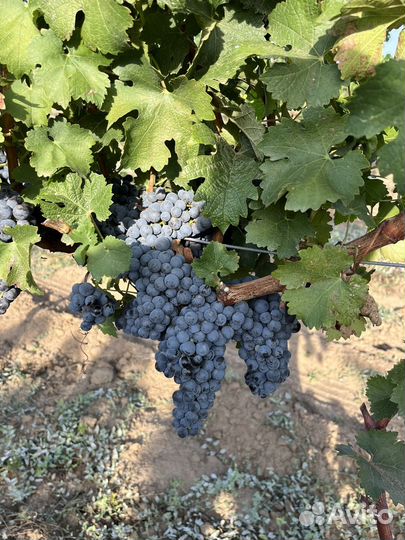 Винный виноград