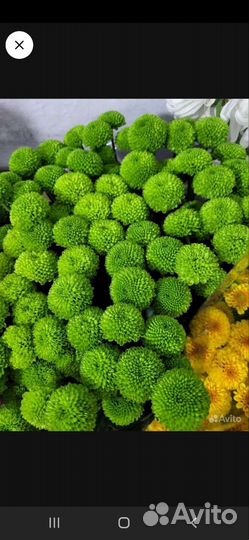 Корни хризантемы