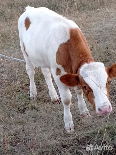 Телята бычки