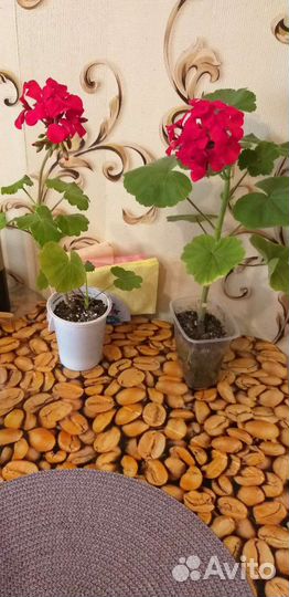 Цветок золотой ус, фикус бенжомин, герань