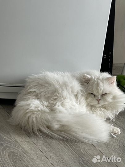 Шотландский кот вязка