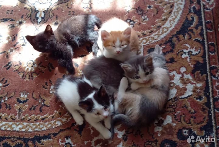 Домашние животные котята