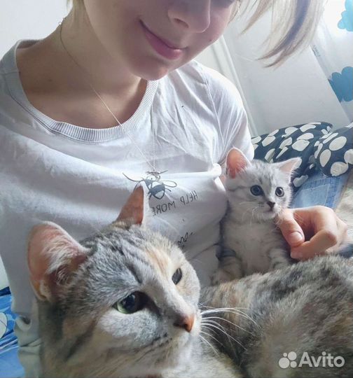 Уход за котом/кошкой