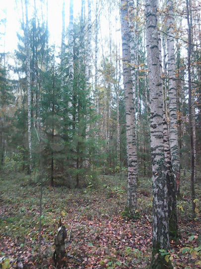 Участок 4,69 га (СНТ, ДНП)