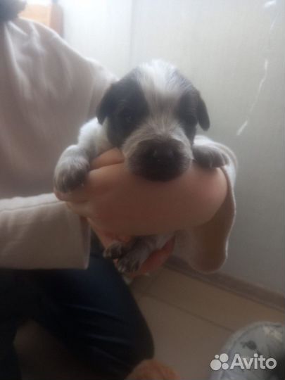 Собаки бесплатно