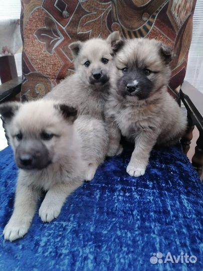 Щенки хаски