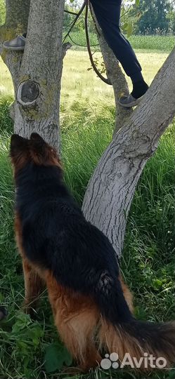 Немецкая овчарка. Вязка