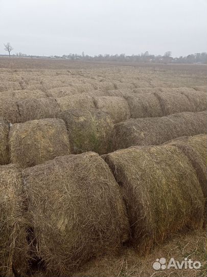 Сено в рулонах