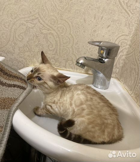 Бенгальская Милашка