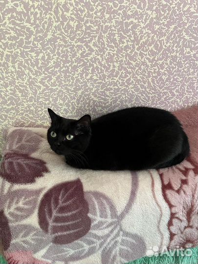 Кошечка Лия в добрые руки