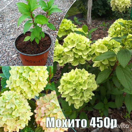 Гортензия метельчатая в ассортименте