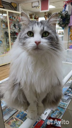Сибирский кот