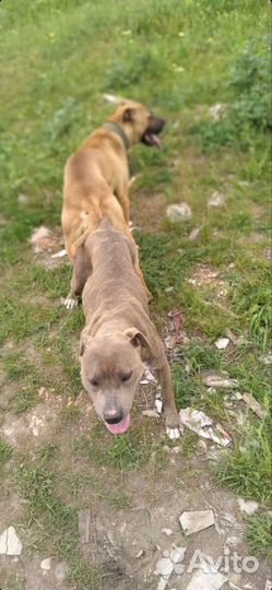 Вязка Питбультерьер