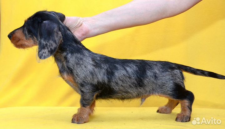 Такса кроличья/мини жесткошерстная