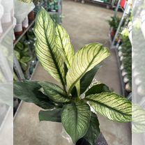 Спатифиллум Сенсейшн вариегатный