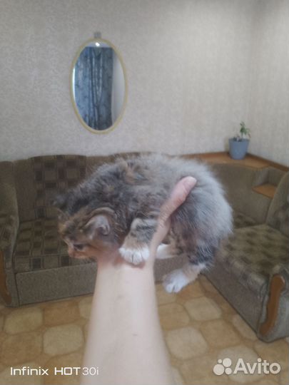 Отдам кота в добрые руки