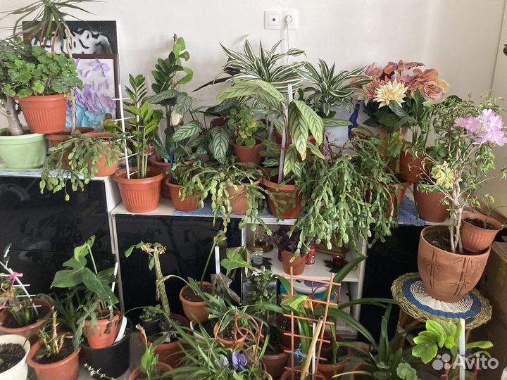 Комнатные цветы (много)