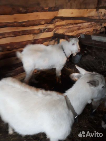 Козел и 2козы