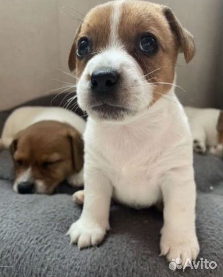 Джек рассел терьер