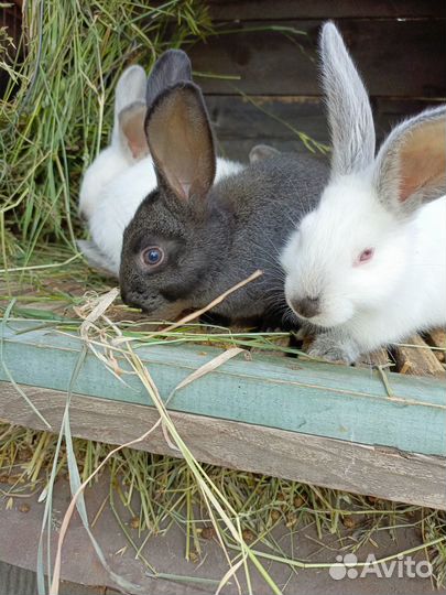 Калифорнийские кролики
