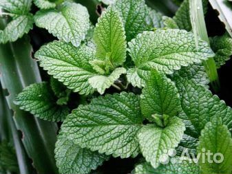 Растения для сада. Мята сортовая