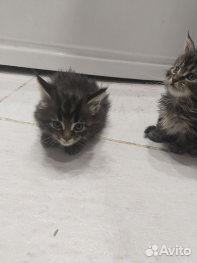 Котята мейн-кун