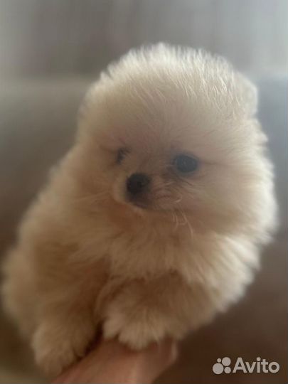 Щенки шпица