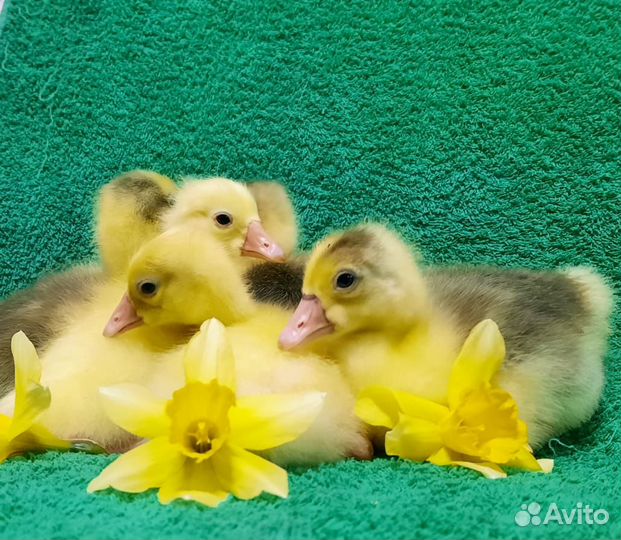 Утята утки Каюга, цыплята и инкубационное яйцо