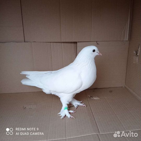 Голуби такла и бакинцы