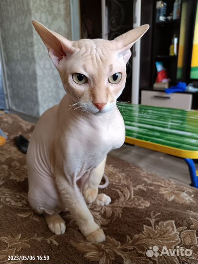 Канадский сфинкс