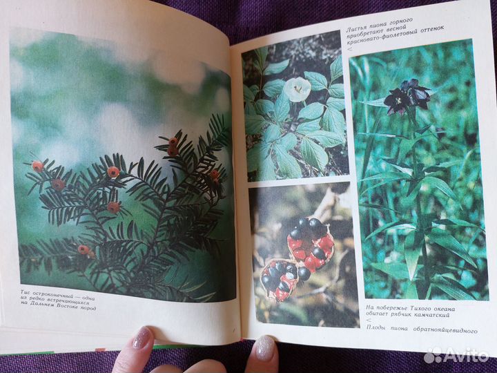 Книга о редких растениях Хаб края